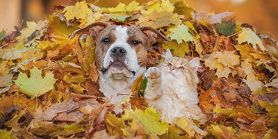 How to Get Rid of Autumn Leaves Environmentally