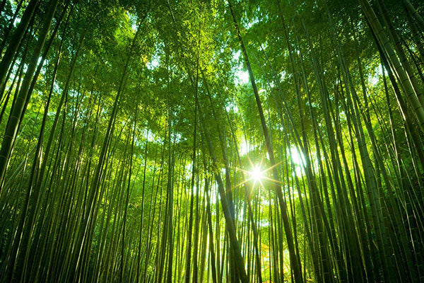 What Makes Bamboo So Special