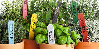 plant a simple herb garden