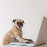 wowe affiliate referrals