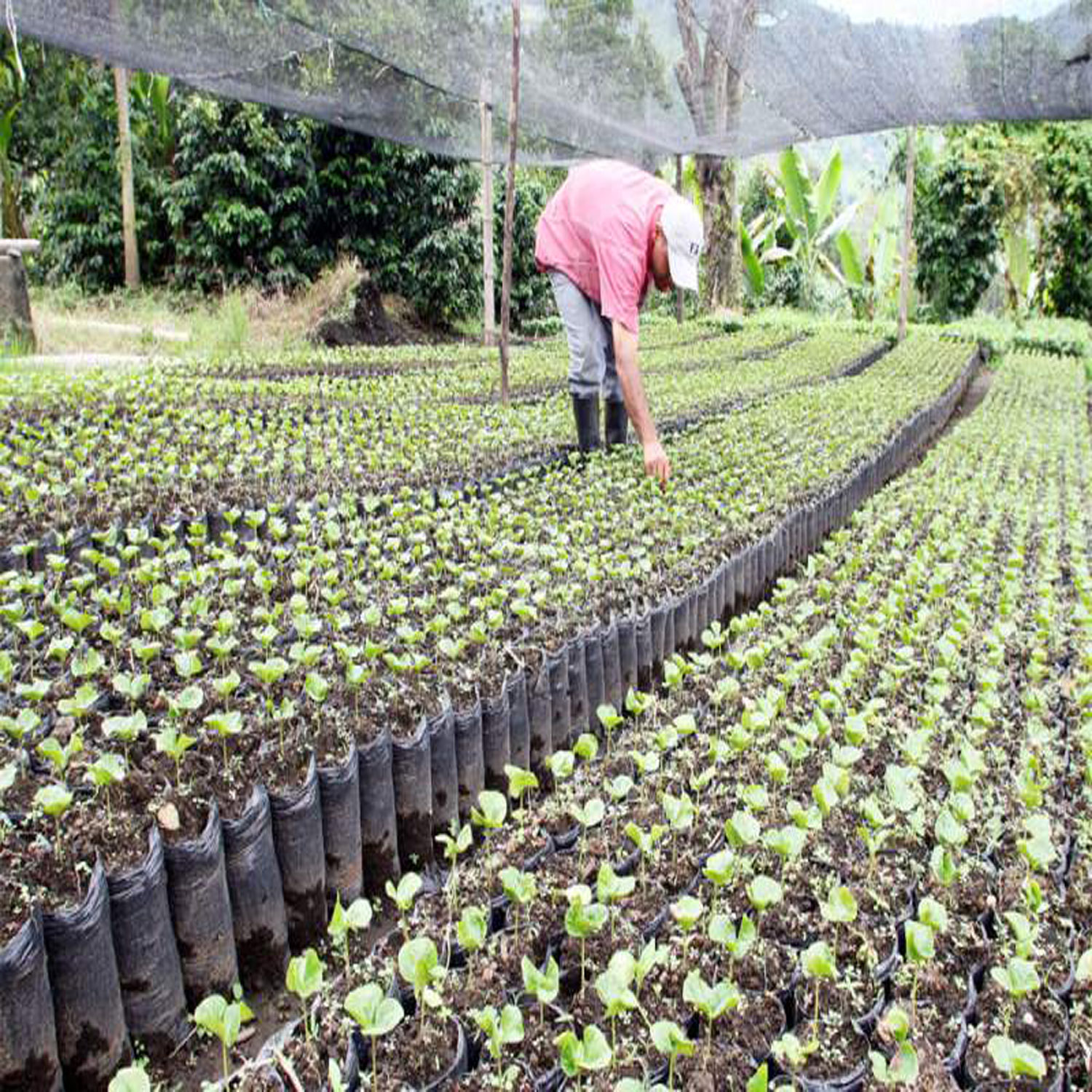 wowe onetreeplanted honduras