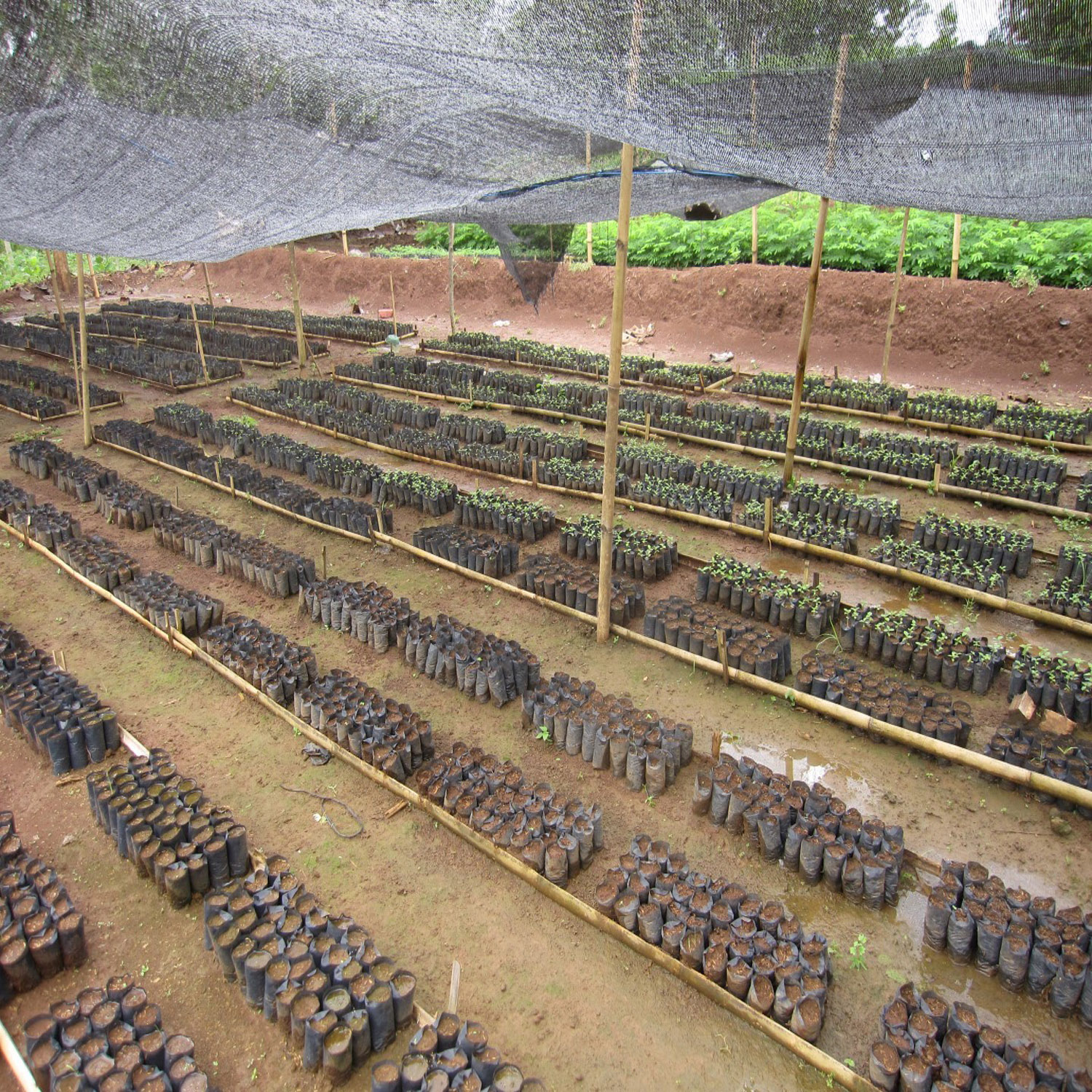 wowe onetreeplanted indonesia