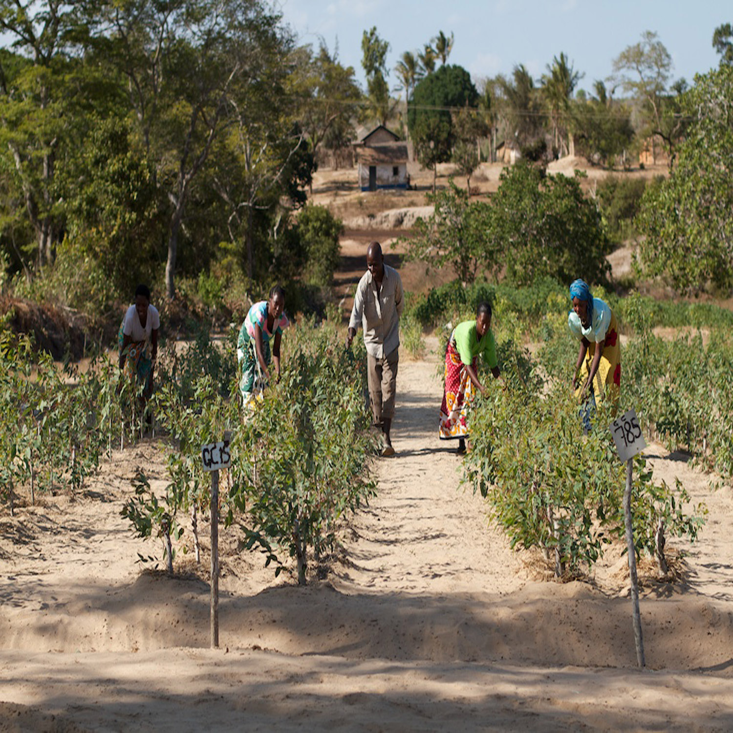 wowe onetreeplanted kenya