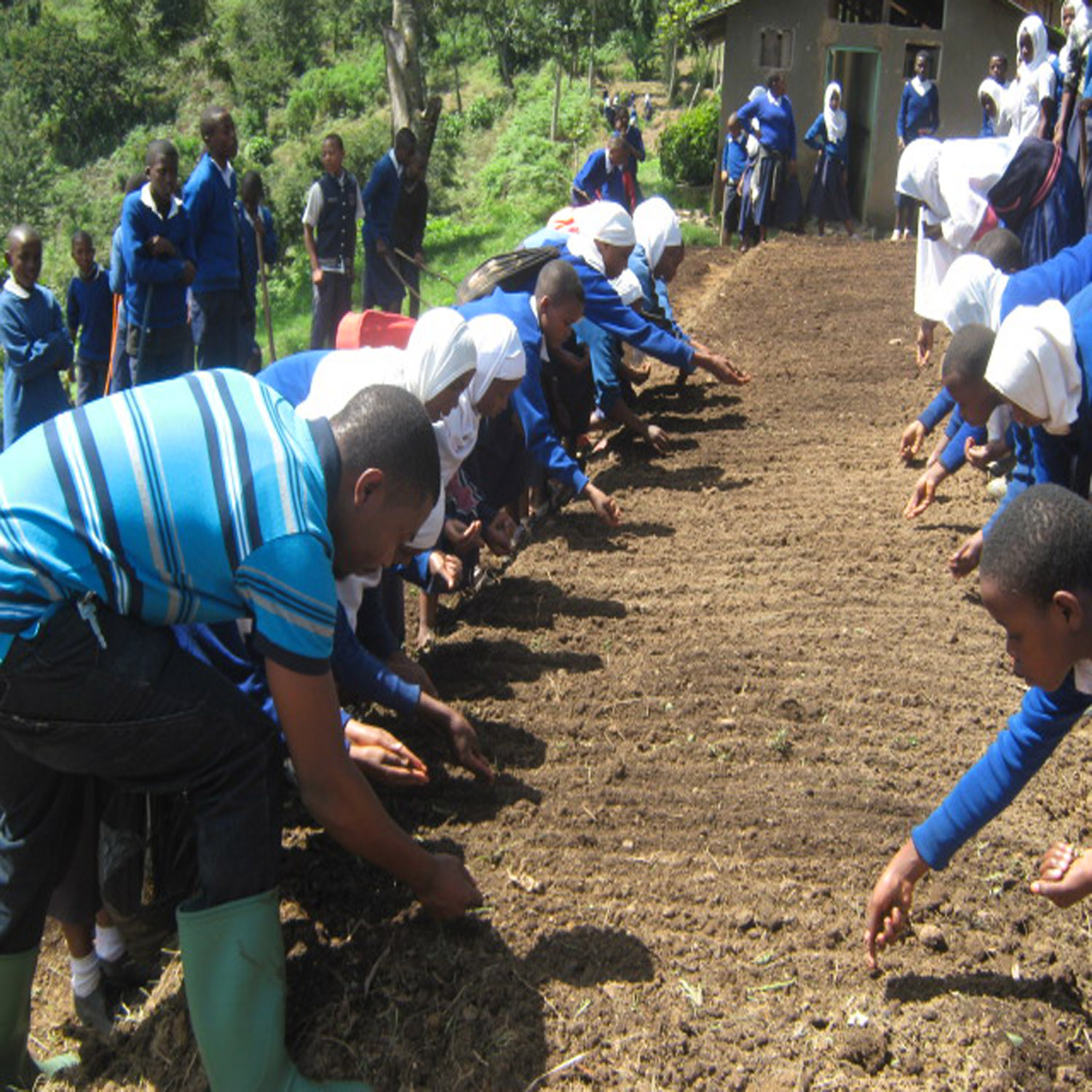 wowe onetreeplanted tanzania